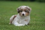 BERGER AUSTRALIEN PUPPIES 821
